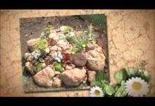 Rock Garden Ideas for Your Backyard