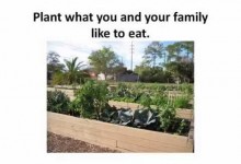 Plant Selection & Layout / Your Florida Vegetable Garden