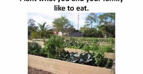 Plant Selection & Layout / Your Florida Vegetable Garden