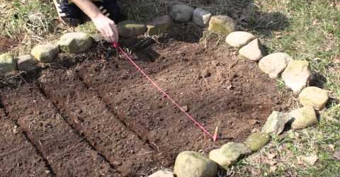 Planting Vegetables – How to Plant a Small Vegetable Garden