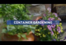 Container Gardening Ideas