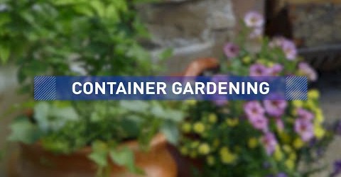 Container Gardening Ideas