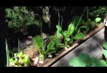 Vegetable Gardening for Beginners – Vegetable Garden in Pots