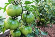 10 Terrific Tomato Growing Tips – Growing PERFECT Tomatoes at Home