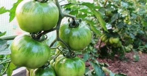 10 Terrific Tomato Growing Tips – Growing PERFECT Tomatoes at Home