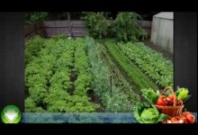 Vegetable Gardening For Beginners