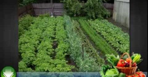 Vegetable Gardening For Beginners