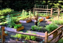 Small vegetable garden ideas