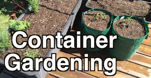 Grow a lot of Food in Small Spaces with Container Gardening