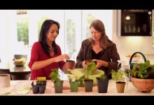 Discover How To Grow Herbs – Herb Gardening for Beginners