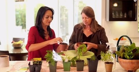 Discover How To Grow Herbs – Herb Gardening for Beginners