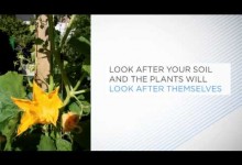 VEGETABLE GARDENING – Perfect Tips and Ideas For Successful Indoor Gardening