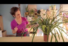 Cybidium Orchid Care : Gardening With Flowers & Succulents