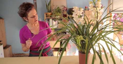 Cybidium Orchid Care : Gardening With Flowers & Succulents