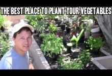 Best Place to Plant Vegetables in a Raised Bed Garden