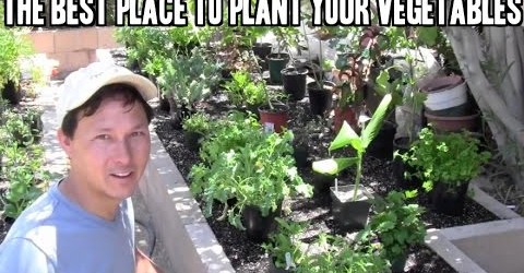 Best Place to Plant Vegetables in a Raised Bed Garden