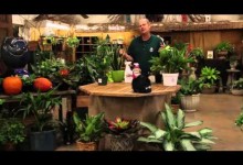 Indoor Gardening for Houseplants