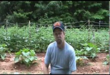 Growing a Vegetable Garden Update Tips & Tricks June 30 2014