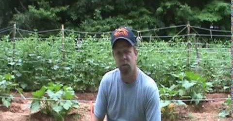 Growing a Vegetable Garden Update Tips & Tricks June 30 2014