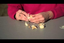 How to Plant Garlic in Ohio : Planting Garlic & Gardening Tips