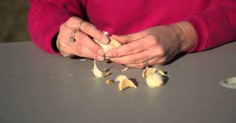 How to Plant Garlic in Ohio : Planting Garlic & Gardening Tips