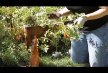 How to Grow Watermelon in the Backyard : Garden Space