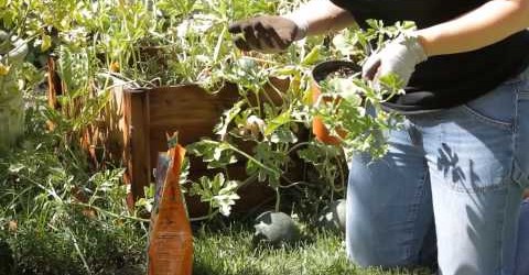 How to Grow Watermelon in the Backyard : Garden Space