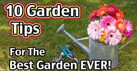 10 Garden Tips For The Best Garden EVER!