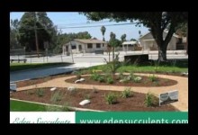 10 Succulent Outdoor Garden Design Ideas