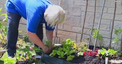 How to Grow Garden Vegetables In Small Spaces