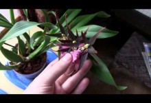 A Look at The Tropical Indoor Garden | MIgardener