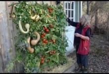 Vertical gardening vegetables ideas