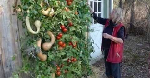 Vertical gardening vegetables ideas