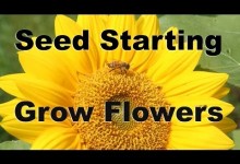 Seed Starting – Grow Flowers From Seed Easily : GardenFork.TV