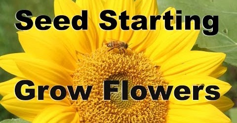 Seed Starting – Grow Flowers From Seed Easily : GardenFork.TV