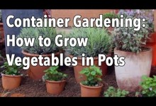 Container Gardening – How to Grow Vegetables in Pots