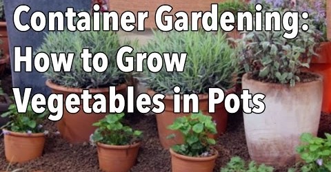 Container Gardening – How to Grow Vegetables in Pots