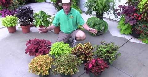 Foliage Plants: Part 2 (Shade Plants)