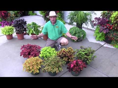 Foliage Plants: Part 2 (Shade Plants)