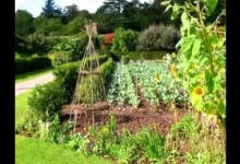 Home vegetable garden ideas