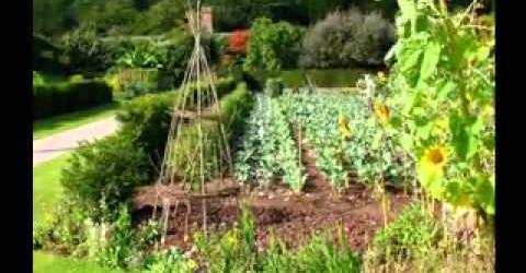 Home vegetable garden ideas