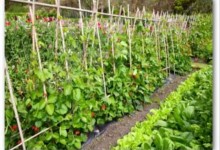 Vegetable Garden Plans For Beginners