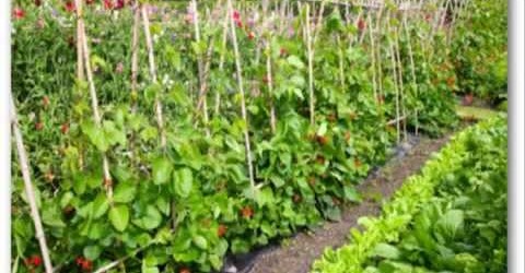 Vegetable Garden Plans For Beginners