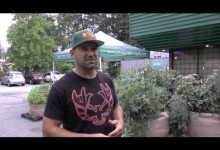 Medi One outdoor organic GeoPot parking lot grow,  tips on gardening