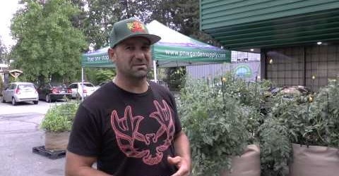 Medi One outdoor organic GeoPot parking lot grow,  tips on gardening