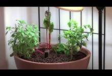 Small Aquaponic Indoor or Patio Mini Garden