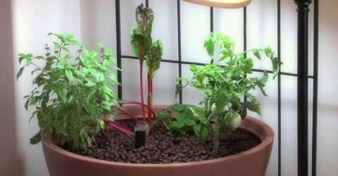 Small Aquaponic Indoor or Patio Mini Garden