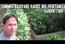 Summer Backyard Raised Bed Vegetable Garden Tour