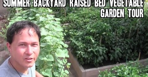 Summer Backyard Raised Bed Vegetable Garden Tour