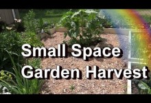 Small Space Garden Harvest, Carrots, Potatoes, Kale, Lettuce, & Cilantro